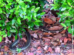 Common Garter Snake ~ Jacksonville Florida
