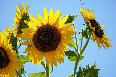 sunflowers photo by mbgphoto