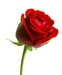Rose1