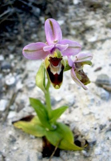 Ophrys apifera