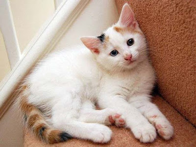 cute-cats-for-temple-photos-walls-images