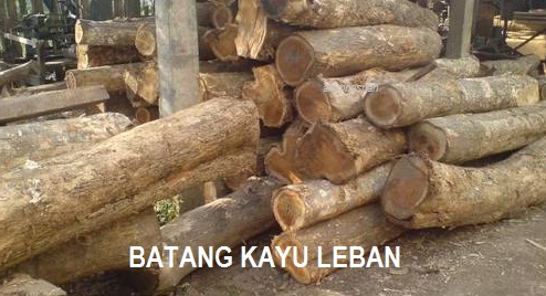 Anim Agro Technology: POKOK LEBAN