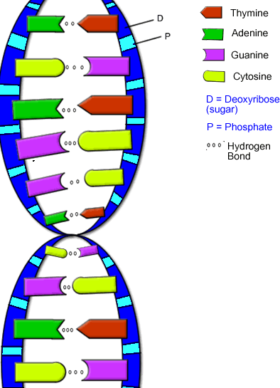 Cyrus's Blog: dna strand of bases