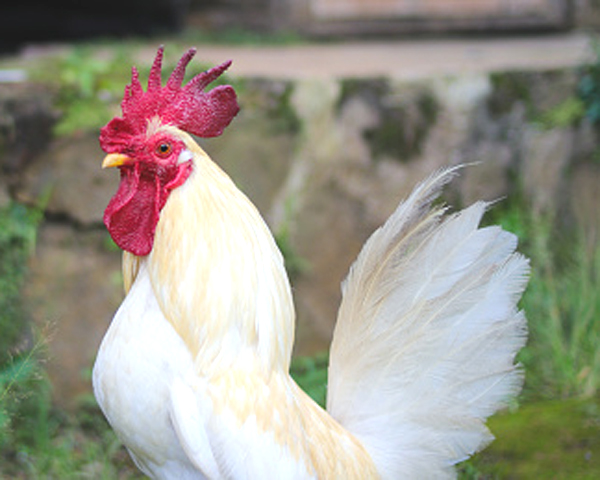 serama chicken, serama chickens, serama chicken colors, serama chicken eggs, serama chicken lifespan, serama chicken breed, serama chicken care, serama chicken characteristics, serama chicken behavior, serama chicken temperament, serama chicken breed profile, serama chicken eggs color