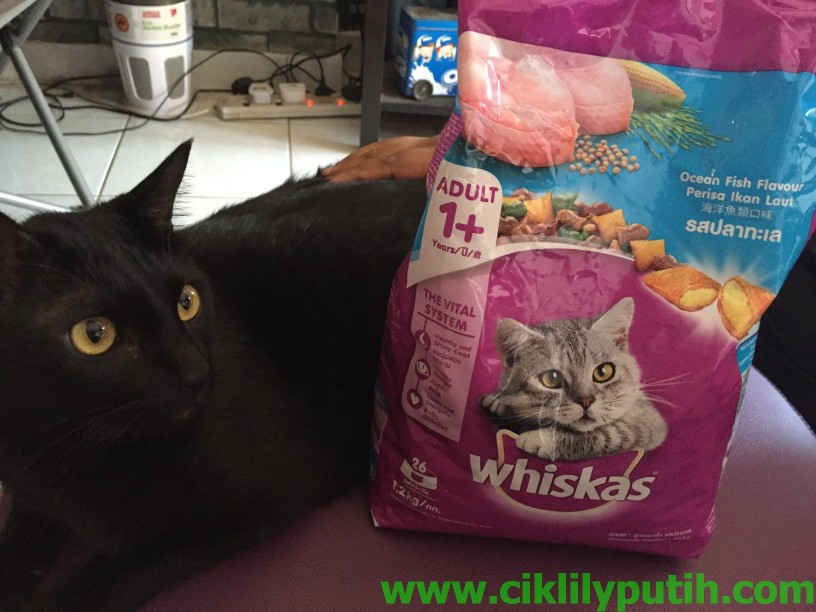 CikLilyPutih The Lifestyle Blogger: makanan kucing