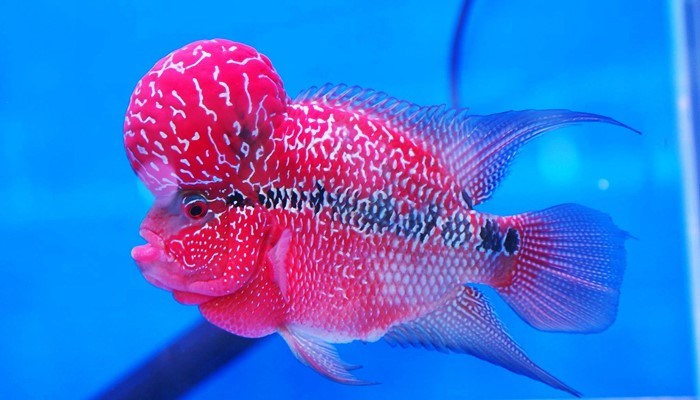 Jenis Jenis Ikan Louhan  alias Flowerhorn