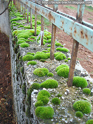 The Moss Overpowered the Concrete Fence