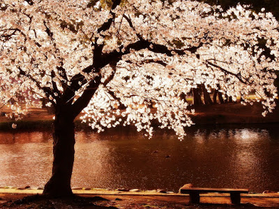 cerezo-en-flor-a-orillas-de-un-rio-