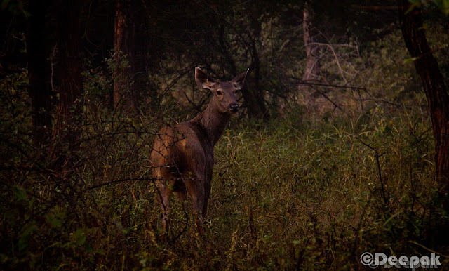 On the first day of the Sariska trip, we enjoyed the palace with a lots of activities. However, a morning safari was already scheduled @700 Hrs next day. We had already listened to the story of Anindya and Chhaya who shared their experience of Jim Corbett where they saw the Tiger. So there were a lot of hopes of spotting a tiger.Some of us were terrified too when we listened to Chhaya about her experience. :)We were all ready at the scheduled time and boarded on the safari. It was very cold outside. So we all loaded ourselves with jackets and pull overs (whatever we could find). Folks who carried camera, were setting up and getting ready. :)We hired three safari jeeps. The right most of 'em was the most experienced one with more than 8 yrs of experience working in Sariska, Ranthambore, Jim Corbett etc.During safari, there were few who were regretting coming out in that much cold weather. They were surely missing their cozy beds back at the palace. However, they made themselves comfortable at the back seat of jeep.I realized that how difficult it is to get a clear shot of animals in wild life. Courtesy to them as they chose to pose for us. We started (and ended too) with the most common and easy to spot animals i.e. deers. A sambar deer looked at us while we were shooting.This is the only clear click I could get of spotted deer. There were many of 'em but not as courteous as other animals to pose for us. :)There were plenty of peacocks too. We stopped many times during the safari to listen to the signals and callings of the animals. Our driver also shared his experience of spotting tigers during the safari. He told us that there are only 4 tigers in the reserve. But after few days 15 more tigers were about to be brought here from Ranthambore.After peacocks and deers what next you would spot in any park is monkeys obviously. :)They were enjoying on the trees. Probably there were used to of seeing strangers. Here is a monkey caught in action. :)Sun was rising and we were enjoying the chilled air in the morning. It was a real nice experience of safari in such a fresh and cold weather.Here is a majestic appearance of Nilgai. While I was shooting, driver told us about the degree of strength it poses. We forced the driver to drive faster when we came to the knowledge. :)While searching for any sign of tiger, we found foot marks of Hyena. Our driver shared the facts about how Hyena are very powerful and they come out in night.This is a very famous bird. Let me see how many of you can guess the name of this bird. (... Yeah! you are right...I dont remember the name of this bird... ;))....but I think it is Robin bird.There were a lot of Tree Pie birds flying around.A more closer look at sambar deer. It was looking right at me while I clicked.The deers were easy to spot in the forest. They could be found crossing the roads or passing by the road side.We all were enjoying the safari ride. Puneet and I was standing on the jeep and were feeling the cold air and enjoying the jerky rides.Finally we reached at the end of the route-2 of the park with no sign of tiger. :)We took some time to stretch and roamed here and there at that point.Prashant in a joyous mood as he is getting clicked. We both were chasing a parrot but couldn't get a clear shot.We couldn't see the tiger but we were not fully disappointed. Probably it was the freshness of the air and the weather that we rarely get at our workplaces.Ananya was happy as she found a bird feather while she was in search for another. :) While our way back to palace, we also spotted Grey Partridge (titar) which reminded me of many titar-bater sayings in hindi. :)We spotted many birds which we couldn't recognize. However, our driver who was a experienced one kept introducing us.Finally, we were back at the palace. We all were hungry and tired due to more than 2.5 Hrs of safari ride.We reached the palace at around 10.30 AM. We had our breakfast and left the palace for going back home. It was really a nice safari experience in Sariska with the team.