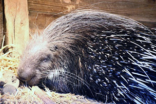 African Crested Porcupine