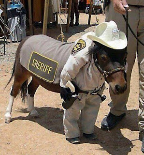 mini-horse, sheriff, lil sebastian, dressed up, mascot