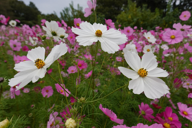 鳥取県西伯郡南部町鶴田　とっとり花回廊　秘密の花園