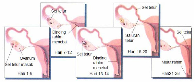 Pembahasan kali ini akan menjelaskan wacana Siklus menstruasi pada perempuan Pengertian Siklus Menstruasi pada Wanita, Fase, Tanda-tanda dan Cara Menghitung Masa Subur Wanita Setelah Haid serta Gangguannya