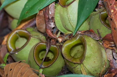 Nepenthes ampullaria