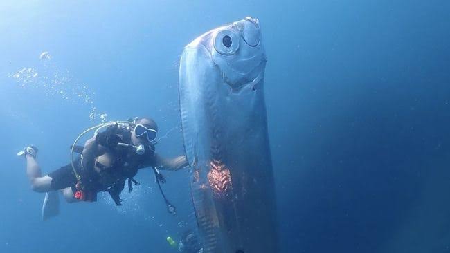 Oarfish ikan kiamat