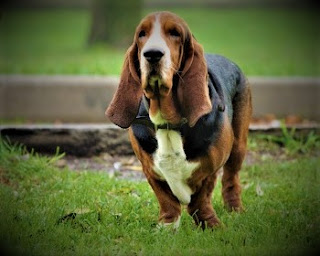 Basset Hound History Breed of dog’s basset-hound - very recognizable, these dogs cannot be confused with others. Their low growth, extremely long ears, leisurely demeanor, and folds on the face are familiar to many on various films, cartoons, and television series.  As an example, we can give everyone known Lieutenant Colombo from the eponymous television series, and his dog named "Dog" (dog - a great name for a dog, is not it?). This basset hound was lazy, possessed of independent character and kind nature. This breed originated in France, however, modern bassets are somewhat different, as they were bred separately, from the French individuals brought to England.  The French ancestors of modern Bassets came from laconic dogs, which in turn led to the emergence of the hounds of St. Hubert around the 10th century AD, through long breeding in the monastery of St. Hubert. They were described as having a beautiful scent, with short legs, large and slow dogs with a small head (in modern bassets, on the contrary, the head is not small).  These dogs successfully lived and developed, having success with the French aristocracy until the 19th century. The most famous regal lover of this breed - Emperor Napoleon Bonaparte, who even ordered to make several sculptures of his dog's breed Basset Hound.  Targeted breeding in France began around the 1870s, and at the same time, several individuals were transported to England, where breeders began their own breeding program. They crossed the French basset-hound with blood hounded through in vitro fertilization. They interbred the dogs with the French bassets, resulting in a clear standard of breed around 1895. This standard was updated in 2010.   Characteristics of the breed popularity                                           08/10  training                                                01/10  size                                                        05/10  mind                                                     01/10  protection                                          02/10  Relationships with children         10/10  Dexterity                                             03/10     Breed information country  United Kingdom, France  lifetime  10-13 years old  height  Males: 30-38 cm Bitches: 28-36 cm  weight  Males: 25-34 kg Suki: 20-29 kg  Longwool  Short  Color  tricolor (white, orange, and brown) or two-color (white and orange)  price  300 - 800 $  Description The basset hound dog should be no more than 36 cm tall - this is the official standard of the breed. The neck is long, the head is large, the skin on the muzzle sags and has folded, the ears are long, sometimes can almost reach the ground (if the neck is lowered to the level with the spine). The tail is additionally long, set high on top of the rear, the paws are short. The physique is large, they are prone to excess weight, the torso is elongated. The color typically consists of 2 or 3 colors - white, brown, black.  Personality Kind, friendly, physically not able to hurry anywhere - it's the dog's basset hound. They have a really peculiar character - on the one hand, these dogs are famous for his or her gentleness, kindness, and obedience, on the opposite, generally, they'll be associate degree examples of stubbornness and independence. Moreover, it is not the only heredity that plays a role - a lot depends on the owner and whether he will be able to build the right relationship with his pet.  The breed basset hound because of the features of the physique is little adapted to any serious activity, although, their French ancestors were often used precisely for hunting. Modern bassets for this purpose are used very rarely, for security functions, as you know, they are also useless to use. Although, they can raise the alarm, as they love barking (and often can even how much for fun) and in general can react quite violently to unexpected sounds or strangers who they did not like.  However, basically, the dogs of the basset hound breed are brought in as a companion and friend for the whole family - they are great for children, interesting, inquisitive, love to be among people and generally like to feel in the spotlight. Children are perceived perfectly, very patient, and tolerant in communication with them.  Despite short paws and slowness, love walks, games, well perceive other pets. with Cats, they are better to introduce at an early age if you assume finding a cat together with the dog at home. Internal independence does not prevent them from being heavily attached to their family, although they can spend part of the day alone.     Teaching Basset Hound dogs are usually used as a pet, companion, and therefore do not need training in complex teams. If the pet has a stubborn character, which is often the case, the main thing that the owner needs to achieve - obedience. To do this, you need to have a strong will, and a huge amount of patience, because with the Bassets the use of brute force, beatings, constant shouting, and psychological pressure are unacceptable.  You need to use trainer techniques and tricks such as encouragement and covert manipulation. The latter means, for example, that if a dog wants to walk or play with you, let it know that you will meet after the task. In this case, put the leash in a prominent place and repeat the command. The job can be complicated by introducing distractions and increasing the distance between you and your pet.     Care Basset-hound requires regular combing of wool once a week, and also, you will have to carefully examine his ears and 2-3 times a week to clean them from the contaminants. After all, the air under the ears practically does not circulate, which contributes to the emergence of various infections and the reproduction of bacteria.  In the corners of the dog's mouth also accumulates mucus, which must be cleaned from time to time, because it does not dry completely because of what there is formed a pathogenic microflora. Another problem place is the eyes. Because of the sagging skin, they are stuffed with dust and dirt, because the eyes need to be cleaned at least once a day, or even two. The claws are trimmed every 10 days, the animal is bathed 1-2 times a week.     Common Diseases The breed of basset-hound dogs has a number of diseases related to their body structure, in addition, there are hereditary diseases.  gastric dilational volvulus also called bloating or stomach twist, sometimes popularly it is also called the spell of the intestines; von Willebrand's disease is a hereditary disease that causes blood clotting problems; Prostate - also called stray or transient lame; glaucoma; local dislocation of the kneecap; homeopathy; problems with eyelids and eyelashes; Intervertebral disc disease - Basset Hounds are particularly prone to problems with the spine. This can be due to genetics, wrong movement, fall, jumping from the furniture. ear infections; Obesity hip dysplasia; cherry eye.            Interesting Facts  Basset Hound excretes too much drool. Because of the loose skin around your mouth, they tend to make a real mess when drinking or eating. Obesity is a real problem for a basset. They like to eat and often overeat if they have the opportunity. Basset Hound dogs are not very good swimmers, so watch them near the ponds so they don't get into trouble.