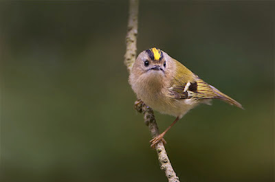 Foto Burung Goldcrest