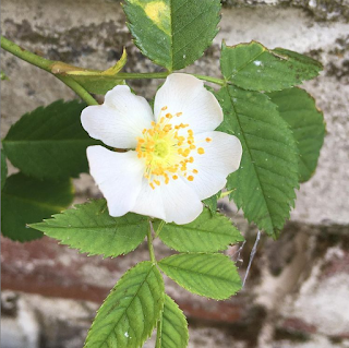 White rose