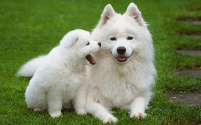 beautiful puppies dogs
