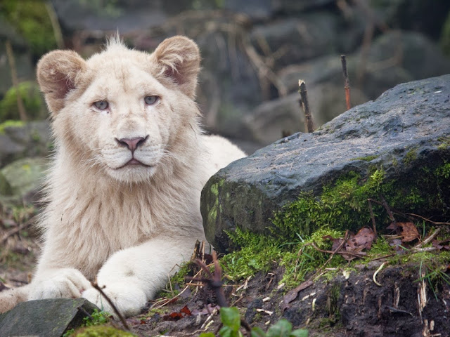 Other Animal Wallpapers