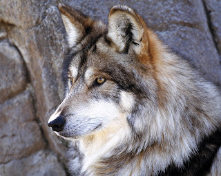 imagenes de lobos