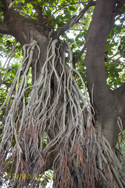 Detailed lookup of the aerial roots of a tree in the Jallianwala Bagh in Amritsar