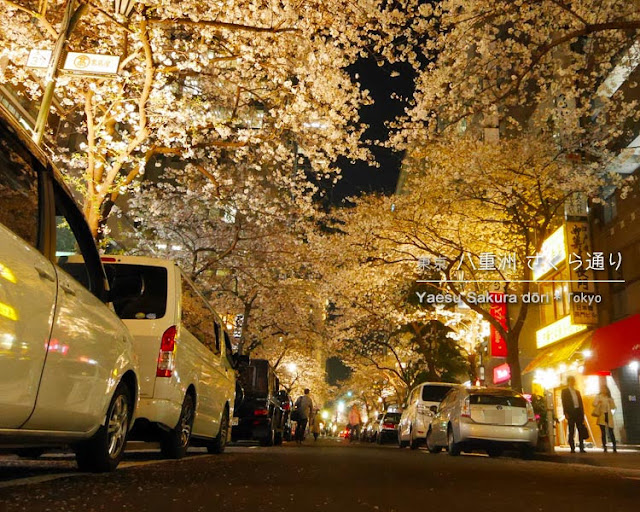 八重洲さくら通りの桜並木