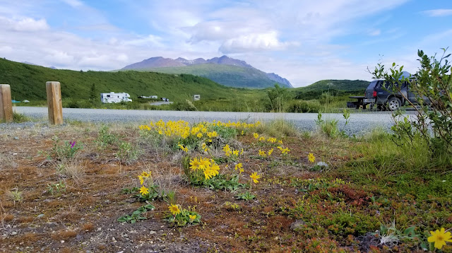 wildflowers, mountains at Tangle Lakes campground,