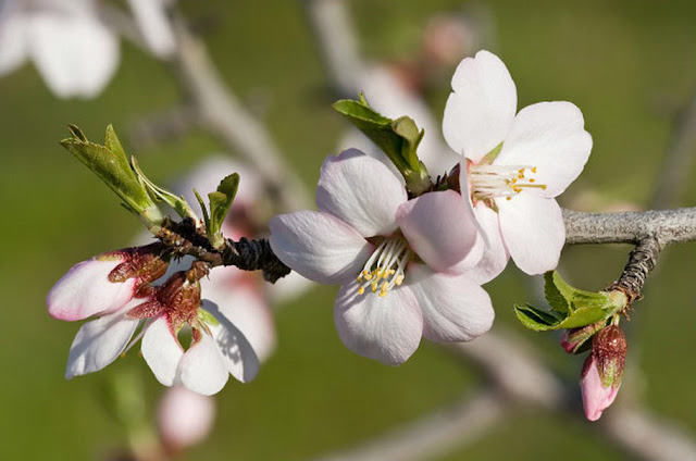 Almond Blossom with buds