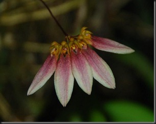 Bulbophyllum flabellum-veneris (Pahang)2