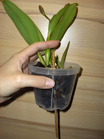 Repotting Cattleya orchid in bark, free the holes on thebottom of the pot