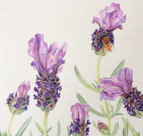 Watercolour painting of Spanish lavender and a Tawny mining Bee on Botanical Ultra Smooth paper by Shevaun Doherty