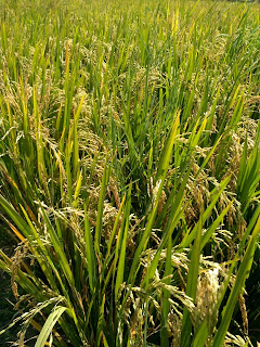 Cara menanam padi dan merawat tanaman padi yang benar