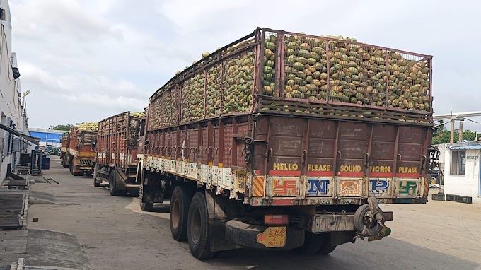 எலுமிச்சனஅள்ளி தனியார் மாங்கூழ் தொழிற்சாலையில்  மாம்பழங்களை கிலோ  5 ரூபாய்க்கு கொள்முதல் நஷ்டம் ஏற்படுவதாக  விவசாயிகள் கண்ணீர்.