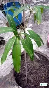 Small Mango Tree Pic - Mango Pic Download - Raw Mango Picture, Pic - mango pic -NeotericIT.com - Image no 1