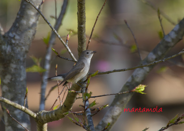 Red-throated flycatcher (Ficedula albicilla)