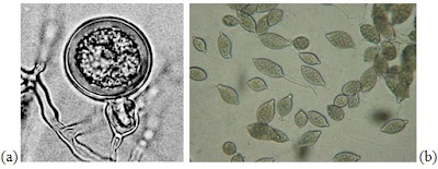 sel water mold atau oomisetes, (a) Phytophtora kernovia, dan (b) Phytophtora capsici