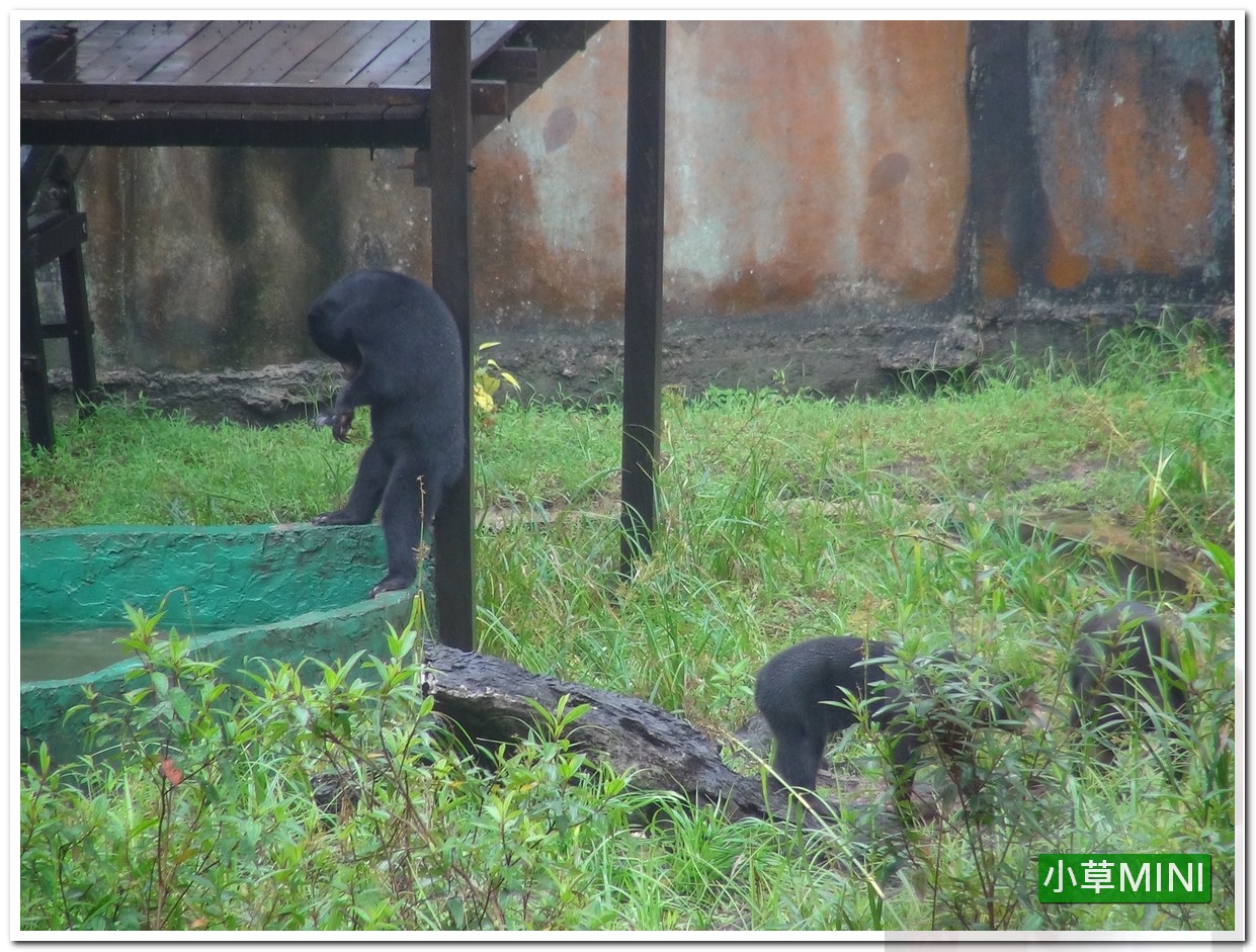小草mini 砂勞越州sarawak Kuching 馬當野生動物中心matang Wildlife Centre