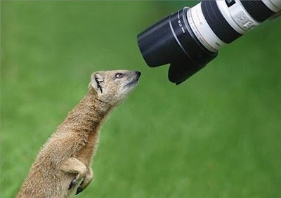 Animal With Camera Seen On www.coolpicturegallery.us