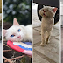 20 Heartwarming Transformations: Rescued Cats Find Their Forever Homes