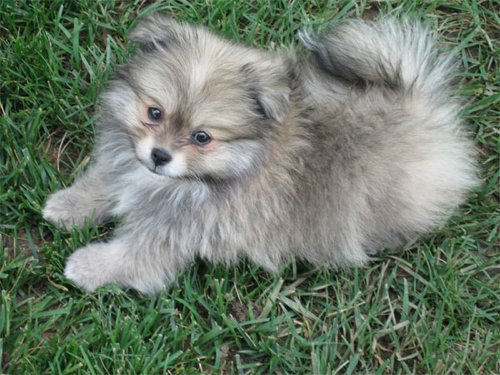 Pomeranian 2011