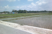Terlihat Pematang Sawah, Air Cukup Bayak Disebabkan Curah Hujan Terlalu Tinggi