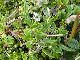 Dryade à feuilles entières - Dryas integrifolia