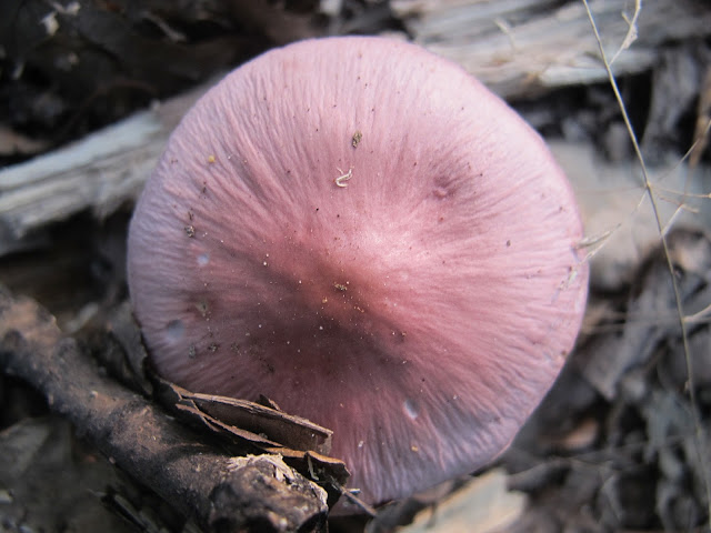 In het park: paddenstoelen !!!!!