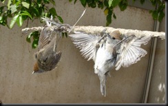femaleblackcaps