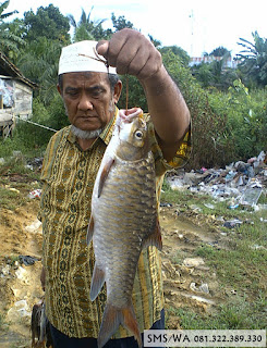 Racikan Umpan Ikan Tawes Dengan Master Essen Ikan