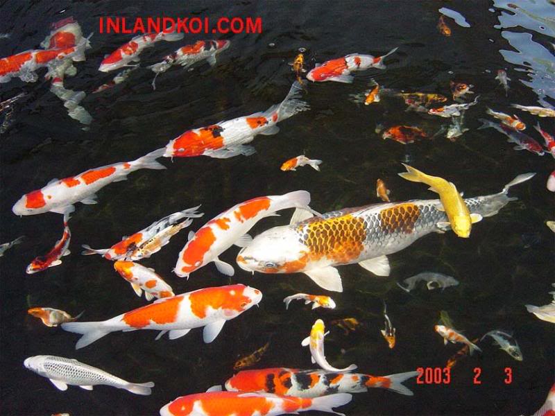 facts around us: koi carp fish | colorful koi fish | japanese koi carp