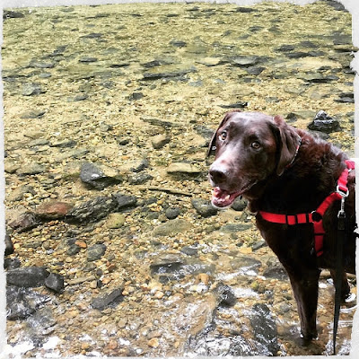 Chocolate Labrador Retriever Adoption