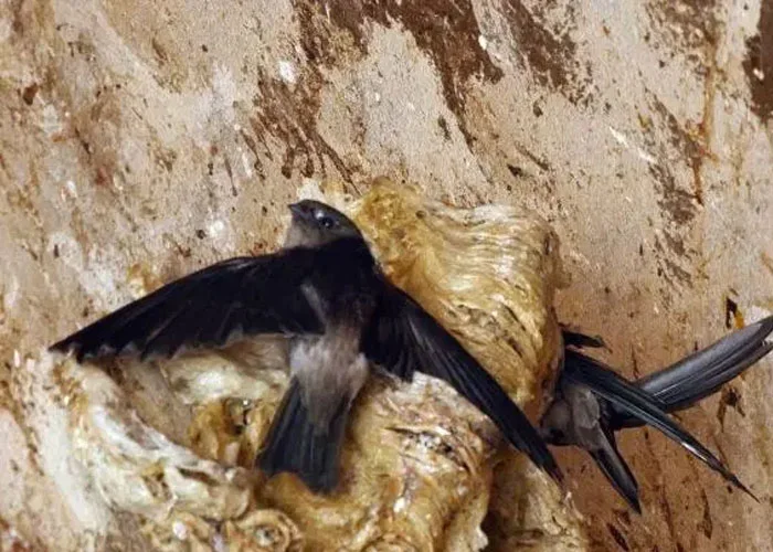 Chim yến thường làm tổ ở các hang động đá vôi.