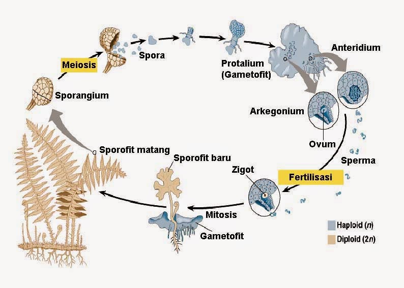 Embriogenesis Pteridofita Info Pendidikan dan Biologi